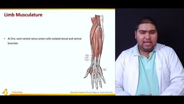 Muscular System | Embryology | Anatomy | Medical Student Online Lecture | V-Learning смотреть онлайн