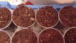 Гипсофила, пикировка. 15.03.22