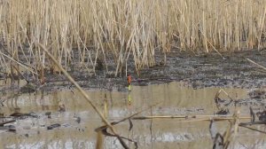 Карась весной на поплавочную удочку на болоте на червя и манка с чесноком