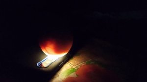 Как выглядит эмбрион внутри яйца на 16-е сутки инкубации