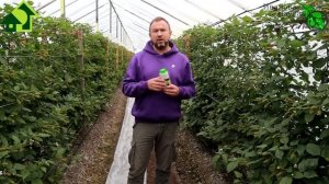 МНОГО ЛЕТ ИСПОЛЬЗУЮ ЭТО СРЕДСТВО и всегда с урожаем. Волшебная палочка Антилус из созвездия BioDSO.