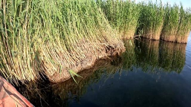 Рыбалка в Дельте Или. Открытия Сезона Вторая Часть. Отличный клёв Змееголова. смотреть онлайн