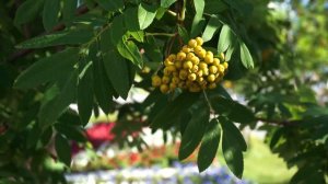 "МИМОХОДОМ", 2016 год. Цветы Радужного... Автор проекта О. Дзиов