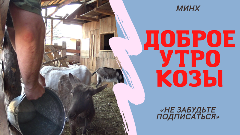 Доброе утро козы