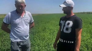 Люцерна Джеа у Игоря на поле. Мактааральский район.