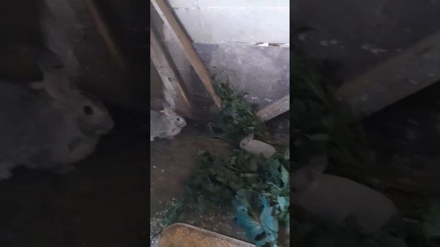 Кормления кроликов....? смотреть онлайн