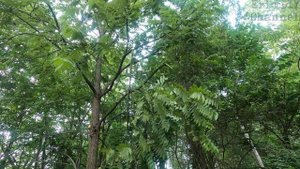 Worx WG323 20v Power Share 10 inch Cordless Pole Saw Chain Saw with Auto-Tension Review