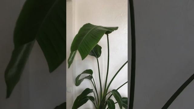 Стрелитция Николая (Strelitzia nicolai). Посадка, уход, освещение. смотреть онлайн