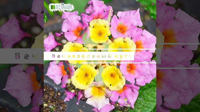 Лантана Камара Эльва, Семена смотреть онлайн