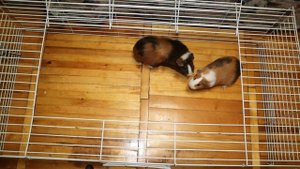 Знакомство и ссаживание морских свинок. Карантин для морских свинок