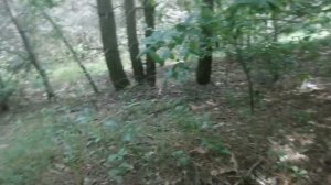 #ГРИБЫ в Белгороде " июнь 2021г".#Кто со мной по грибы?#Приглашаю на ужин#