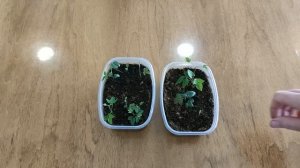 ЧЕРЕНКИ КЛЕМАТИСА УКОРЕНИЛИСЬ