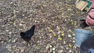 Распаковка и посадка саженцев с Wildberries/ Осенние посадки на даче/