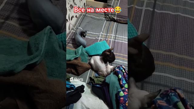 Сфинксы Марс и Луна, орик Бадди все на месте 😂, помощники#канадсиесфинксы #котята #ориентальныйкот