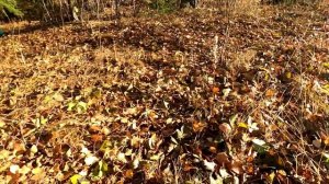 Острова Балахановского озера.