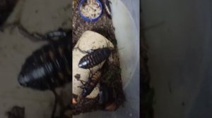 Шипение мадагаскарского таракана. Очень громкий парнишка!