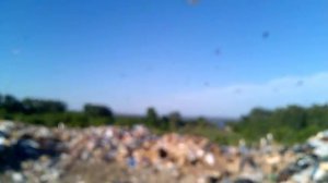 Птицы на свалке )