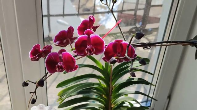 ПОЛИВАЮ ОРХИДЕИ ТАК ВО ВРЕМЯ ПЫШНОГО ЦВЕТЕНИЯ!? КОРНИ КЛУБЯТСЯ? ЧТО ДЕЛАЮ? ФАЛЕНОПСИС КАМЕННАЯ РОЗА смотреть онлайн