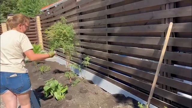 Реконструкция цветника: установка бордюра, посадки и мульчирование