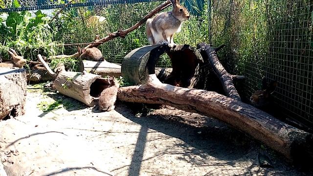 Любуемся на зайцев, пока Мазай пашет. Вас снимает скрытая камера - 2 смотреть онлайн