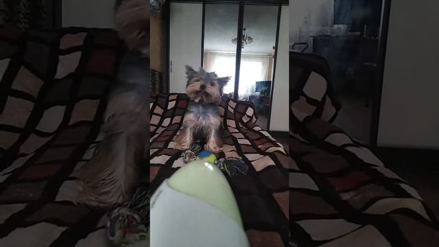 У кого тоже кошка или собака боится фена 👍 смотреть онлайн