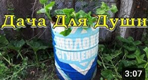 Бочка - грядка: выращиваем ОГУРЦЫ по-новому???