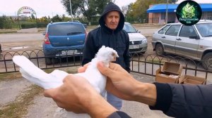 ПТИЧИЙ РЫНОК ГОЛУБЕЙ В ВОЛГОГРАДЕ 2)ЧАСТЬ,BIRD MARKET OF PIGEONS IN VOLGOGRAD 24.09.2022г!!!
