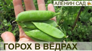 ГОРОХ в вёдрах и горшках  / Огород в контейнерах