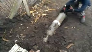 Как научить ягдтерьера заходить в нору