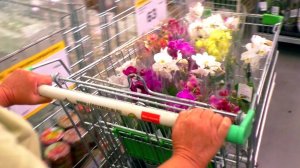 Скромный обзор поставки Старых и Новых орхидей в Леруа Мерлен в Ростове-на-Дону.