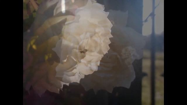 'Claire Austin' rose смотреть онлайн