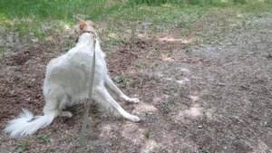 Узнай О породе собак Русская псовая борзая. Селекция и предназначение