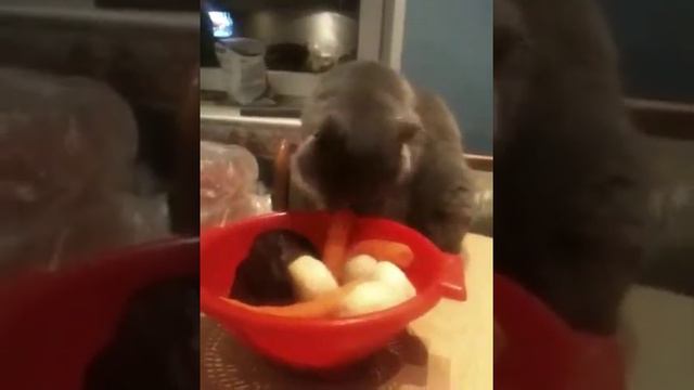 Кот ужинает овощами смотреть онлайн