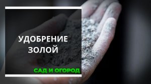 Какие культуры нуждаются в удобрении древесной золой