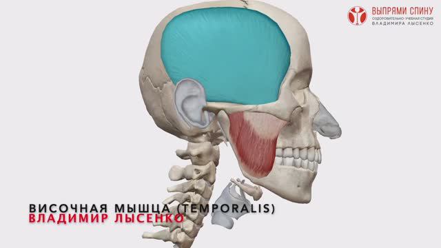 жевательные мышцы