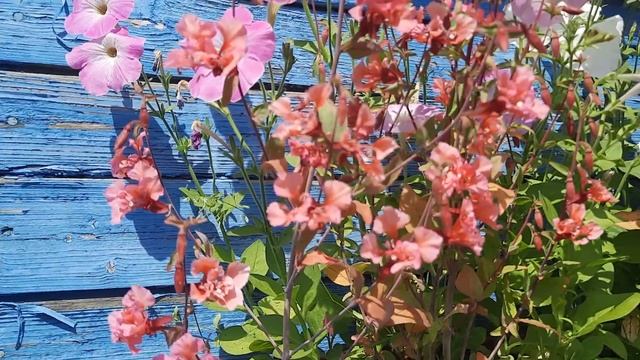 Кларкия изящная / Clarkia unguiculata / Clarkia