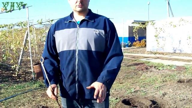 Как правильно посадить виноград осенью. смотреть онлайн