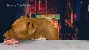ASMR MUKBANG PITBULL EATING RAW FOODS