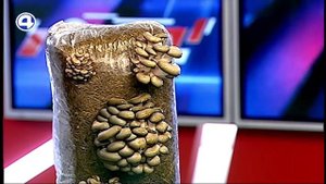 Как вырастить дома грибы
