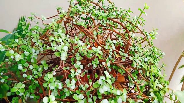 Houseplants- Mini Leaf Jade plants💚🌱 смотреть онлайн