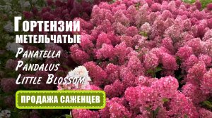 Гортензия метельчатая Panatella, Pandalus, Little Blossom и др. Осеннее цветение. Продажа саженцев