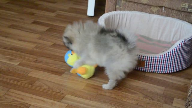 Щенок померанца играет