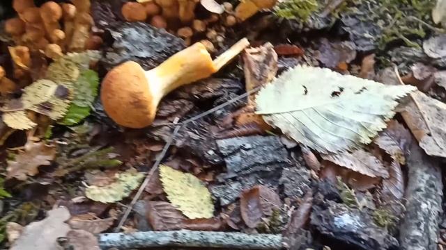 Редкий гриб Ежовик, и первые осенние болеты. смотреть онлайн