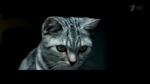 Реклама Whiskas Вискас - корм для кошки