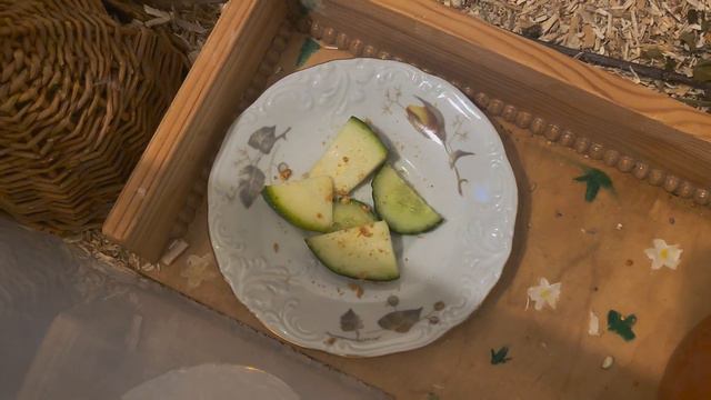 ПОКУПКА ХОМЯКА 🐹 Завела Нового Хомяка 🌱 Китайский Хомяк