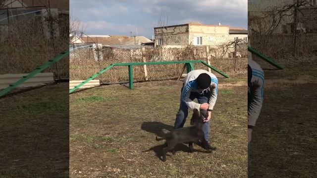 Немецкая овчарка. Чёрный Барс. смотреть онлайн