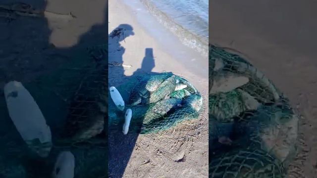 Рыбалка 11.08.2022.Улов. смотреть онлайн