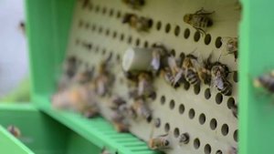 Сбор пыльцы. Пыльцеуловитель для пчел