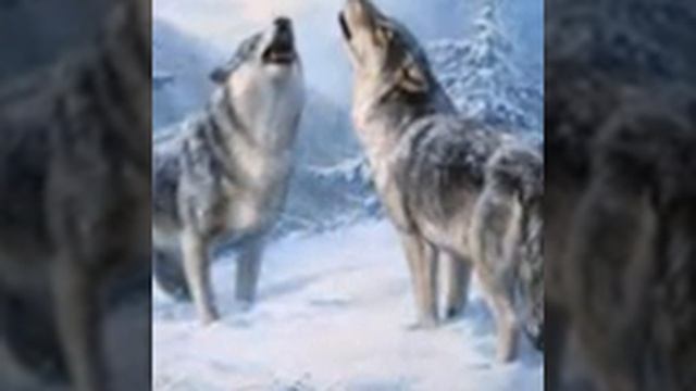 А я похожа на волка смотреть онлайн