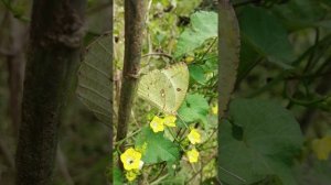 Butterfly ?????(Catopsilia pyranthe) activities